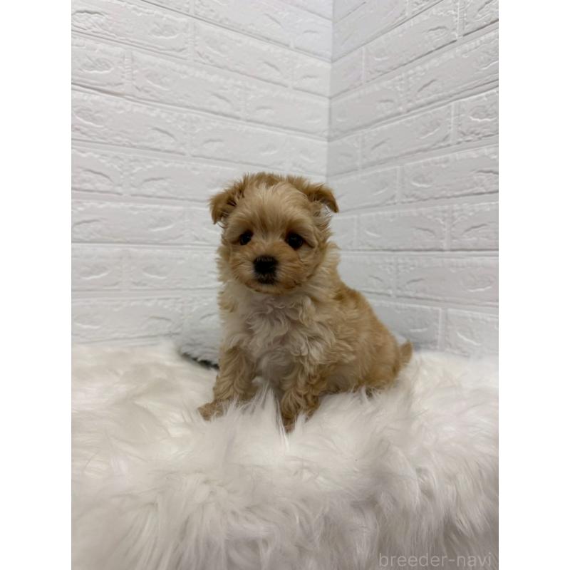 販売中の東京都のマルプー:マルチーズ×トイプードル-445657の12枚目