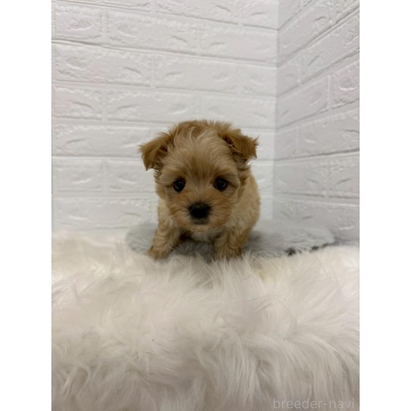 販売中の東京都のマルプー:マルチーズ×トイプードル-445657の11枚目