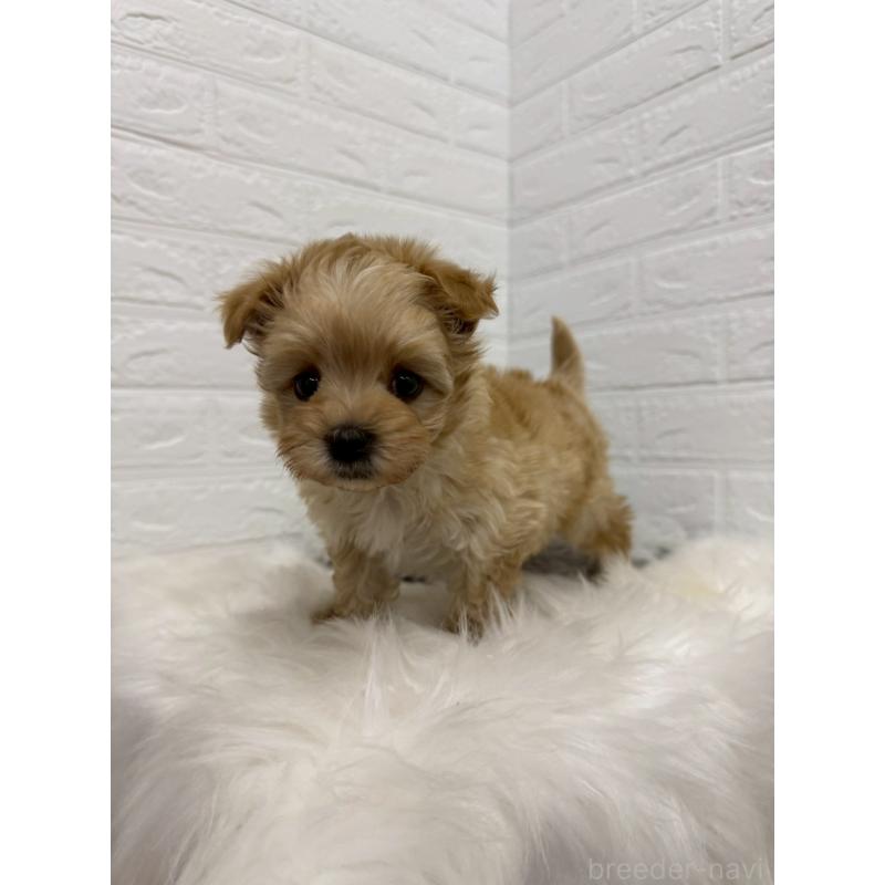 販売中の東京都のマルプー:マルチーズ×トイプードル-445657の8枚目