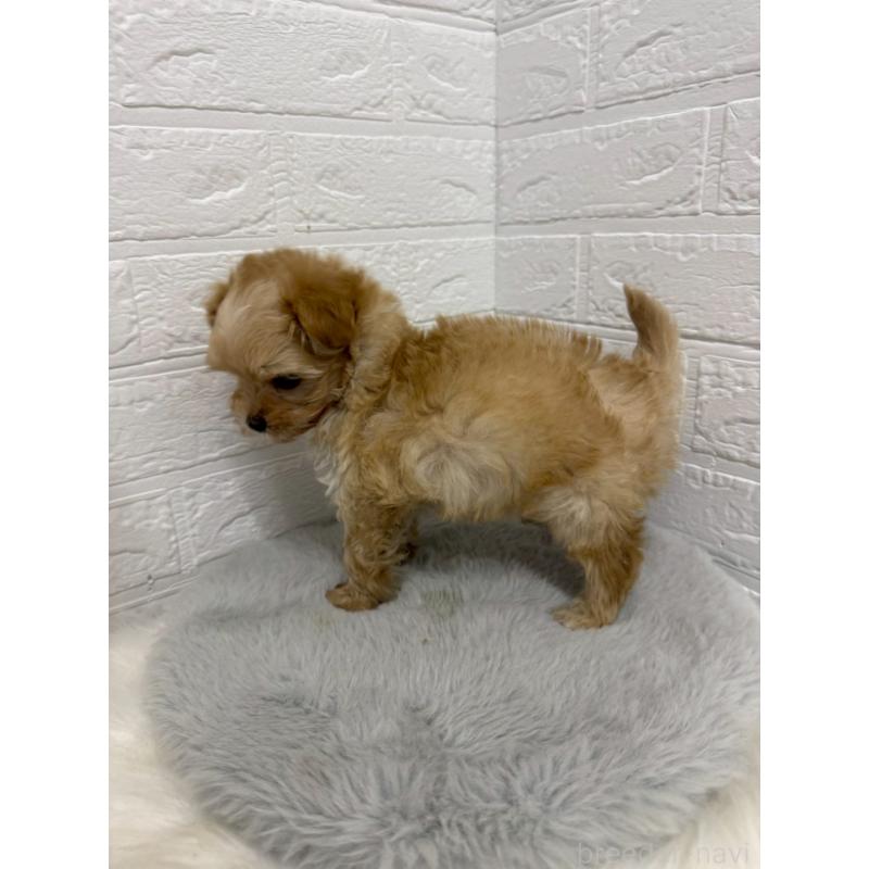 販売中の東京都のマルプー:マルチーズ×トイプードル-445657の4枚目