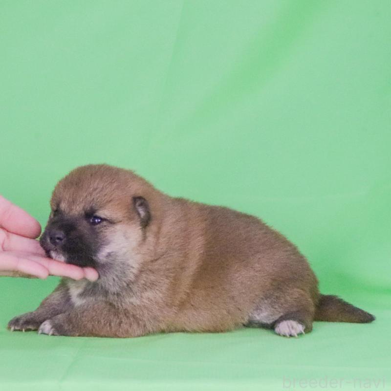 販売中の愛知県の柴犬-445469の2枚目