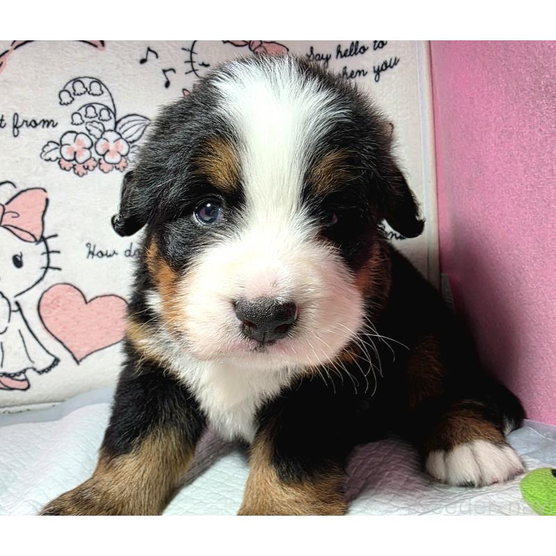 販売中ののバーニーズマウンテンドッグ-443716