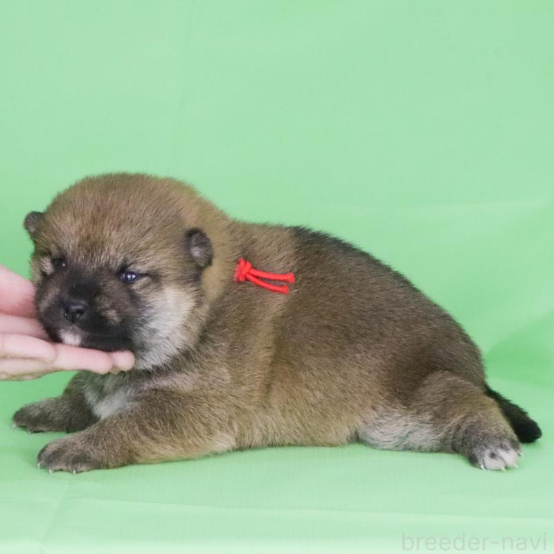 販売中の愛知県の柴犬-445470の3枚目