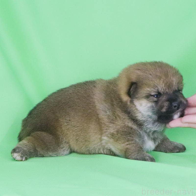 販売中の愛知県の柴犬-445470の2枚目