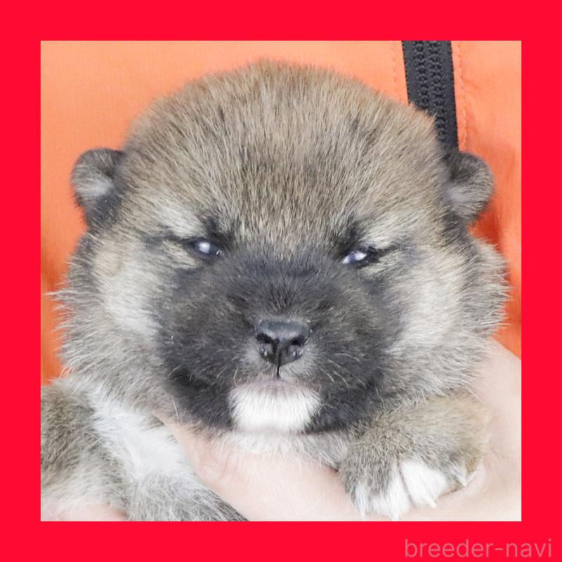 販売中の愛知県の柴犬-445471