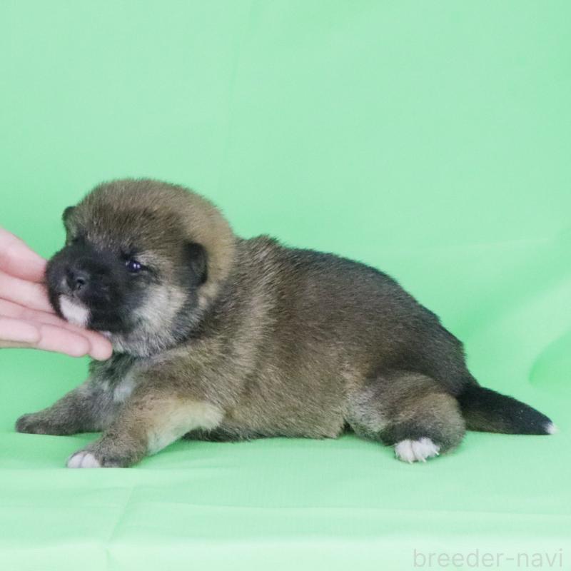 販売中の愛知県の柴犬-445471の2枚目