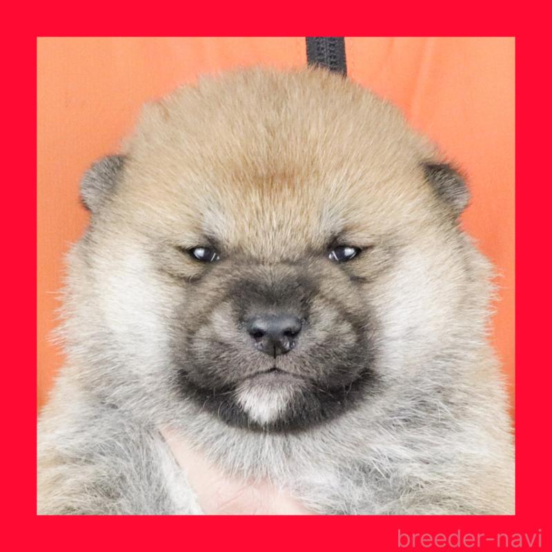 販売中の愛知県の柴犬-445472