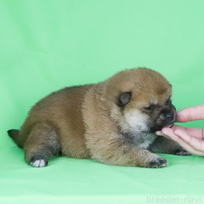 販売中の愛知県の柴犬-445472の3枚目