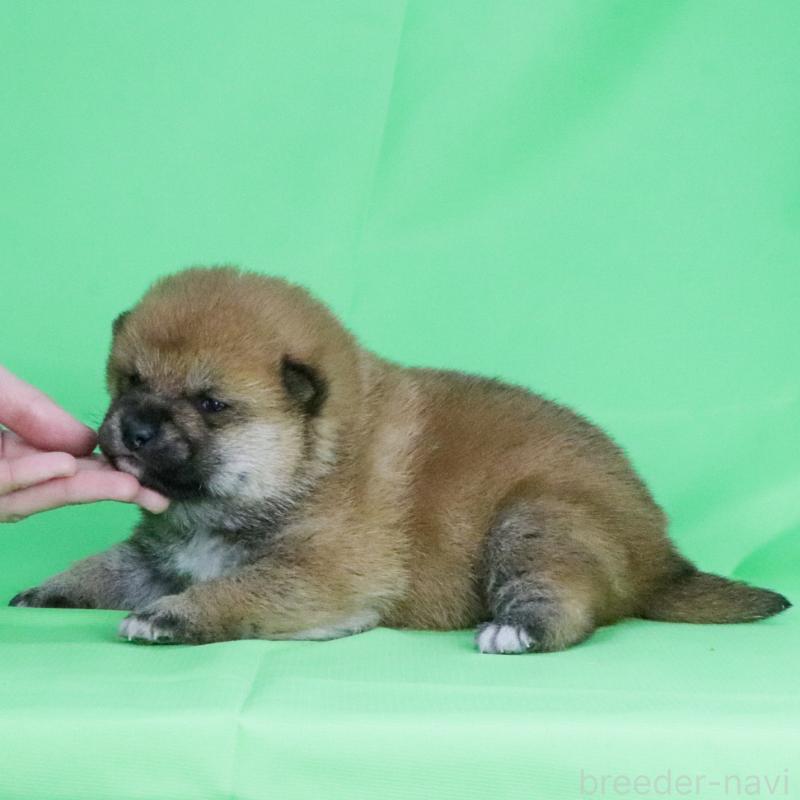 販売中の愛知県の柴犬-445472の2枚目