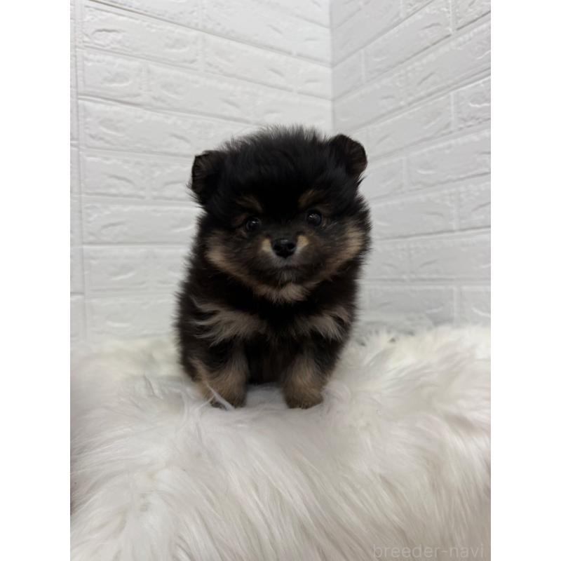 販売中の東京都のポメラニアン-445658の12枚目