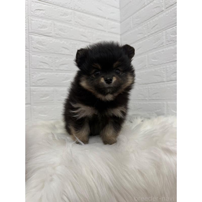 販売中の東京都のポメラニアン-445658の11枚目