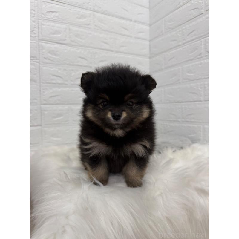 販売中の東京都のポメラニアン-445658の9枚目