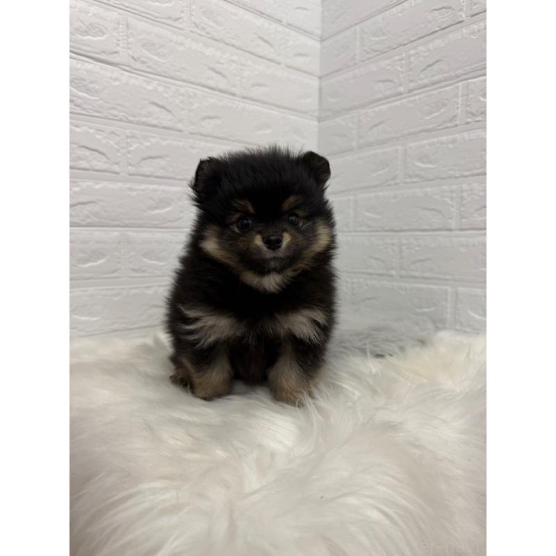 販売中の東京都のポメラニアン-445658の7枚目