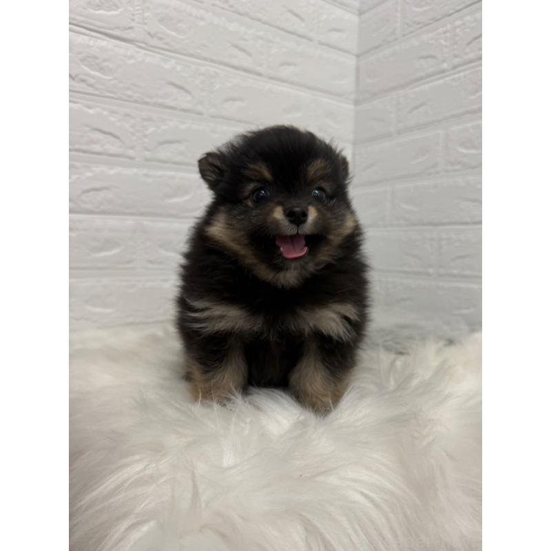 販売中の東京都のポメラニアン-445658の5枚目