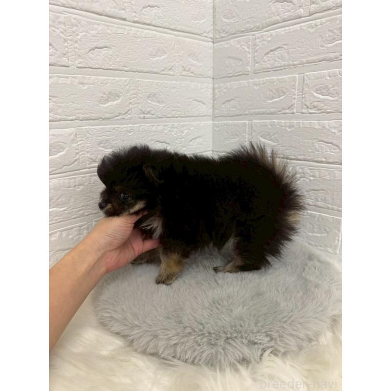 販売中の東京都のポメラニアン-445658の4枚目