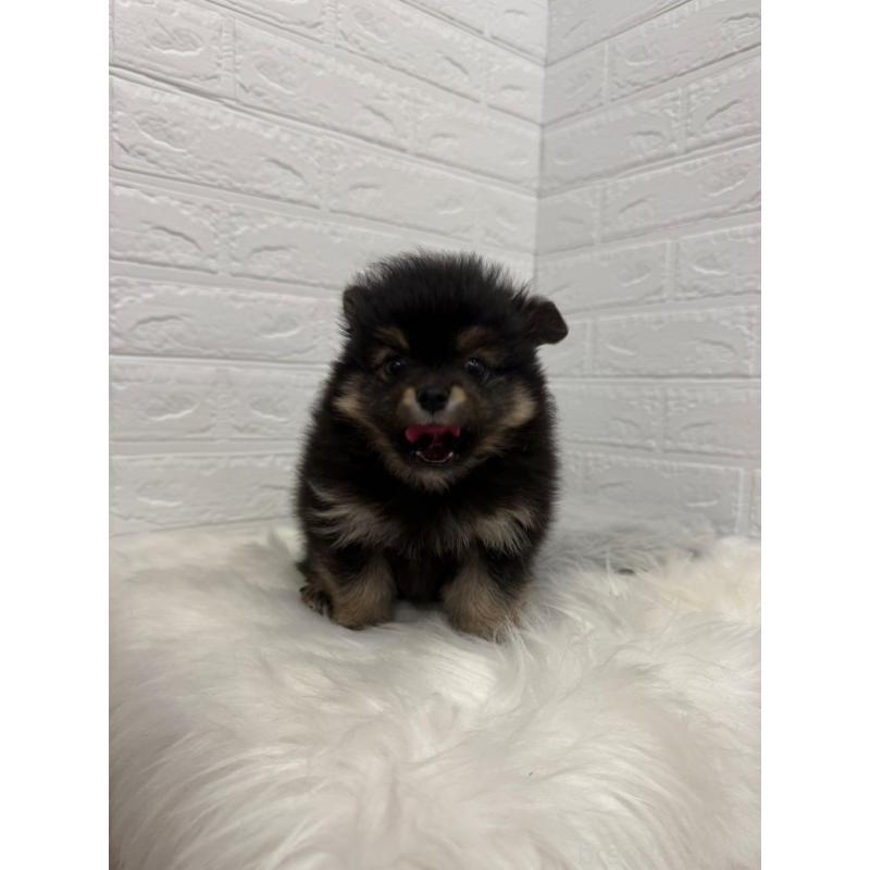 販売中の東京都のポメラニアン-445658の3枚目