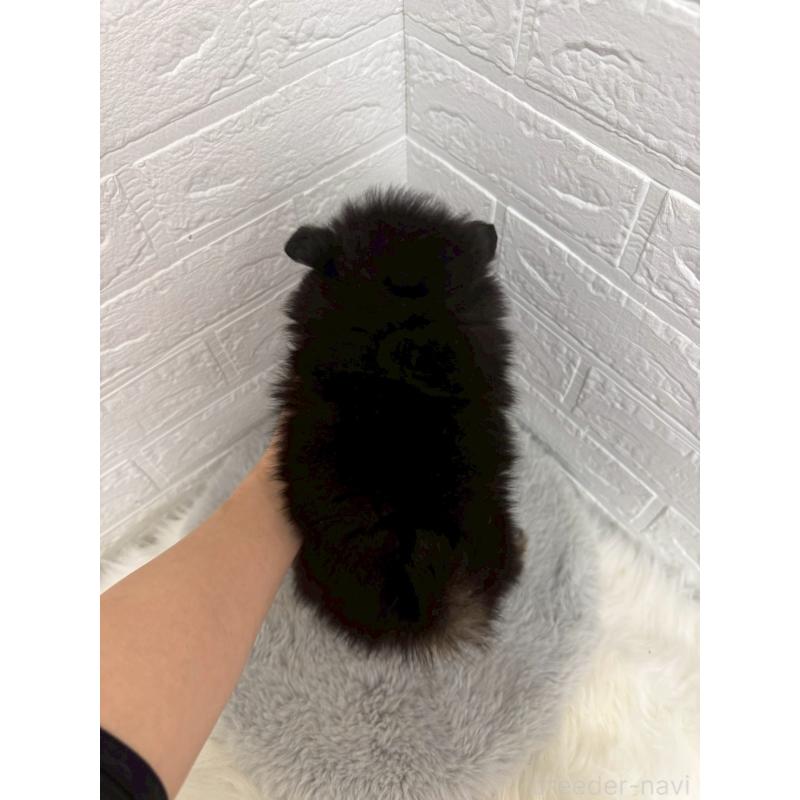 販売中の東京都のポメラニアン-445658の2枚目