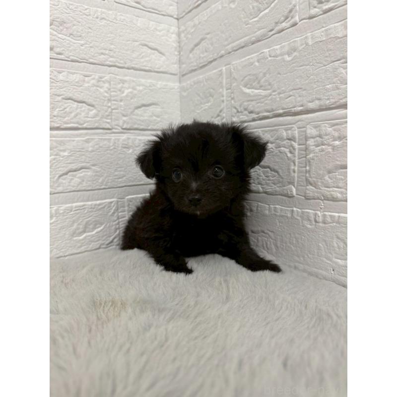 販売中の東京都のチワプー:チワワ×トイプードル-445661の13枚目