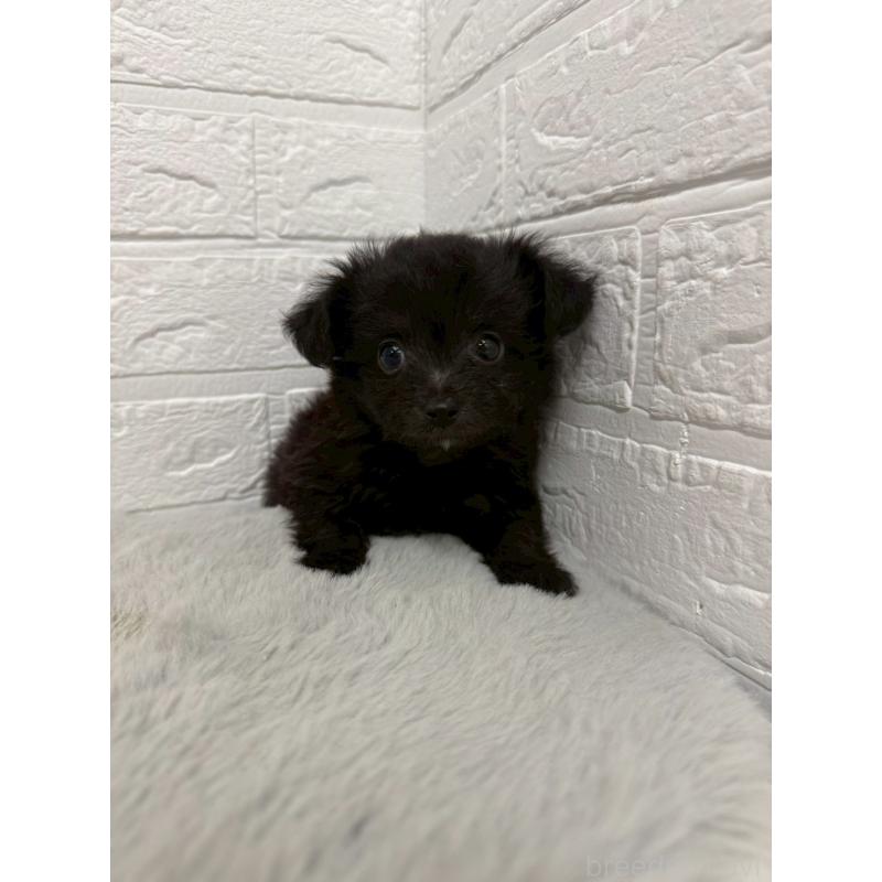 販売中の東京都のチワプー:チワワ×トイプードル-445661の11枚目