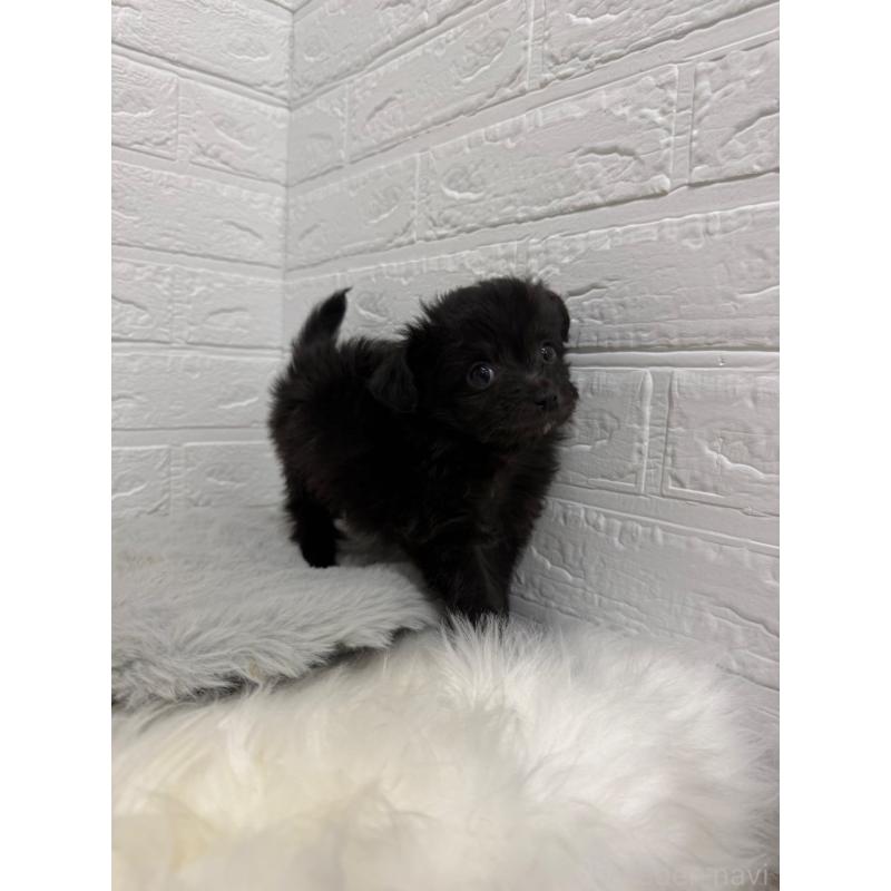 販売中の東京都のチワプー:チワワ×トイプードル-445661の8枚目