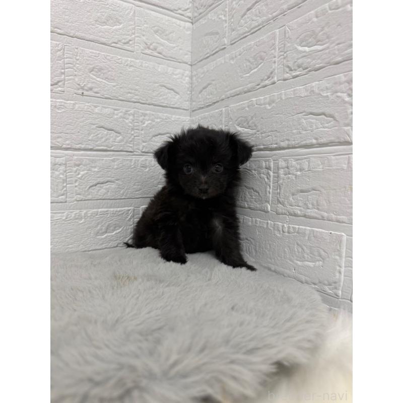 販売中の東京都のチワプー:チワワ×トイプードル-445661の7枚目