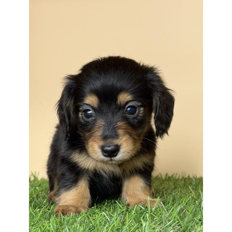 販売中の茨城県のミニチュアダックスフンド(ロングヘアード)-445664の9枚目