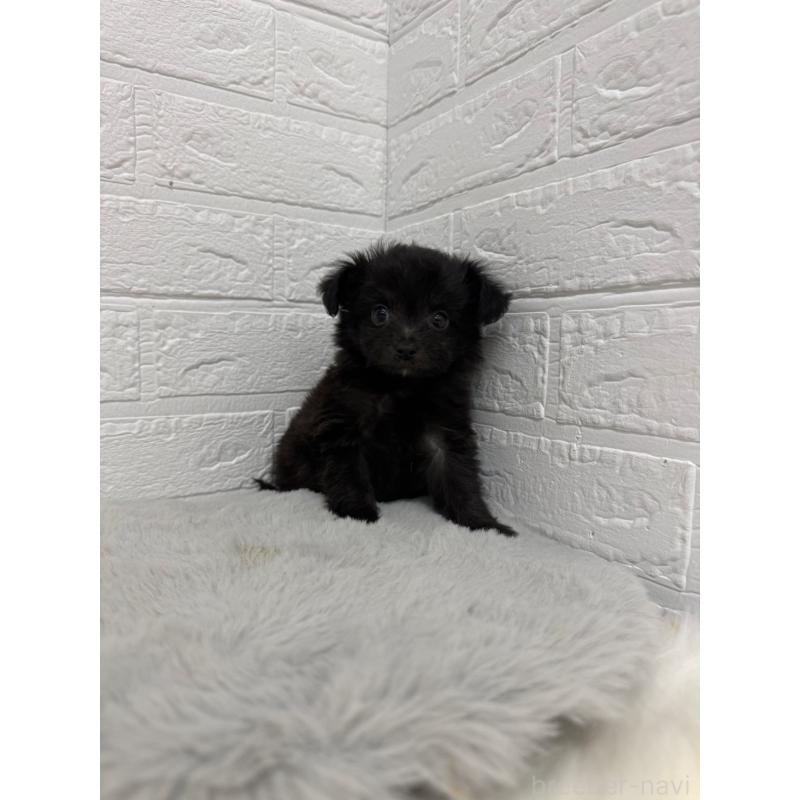 販売中の東京都のチワプー:チワワ×トイプードル-445661の6枚目