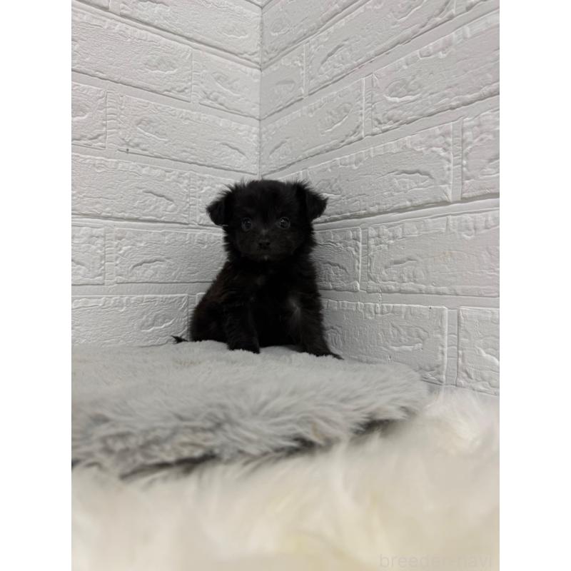 販売中の東京都のチワプー:チワワ×トイプードル-445661の5枚目