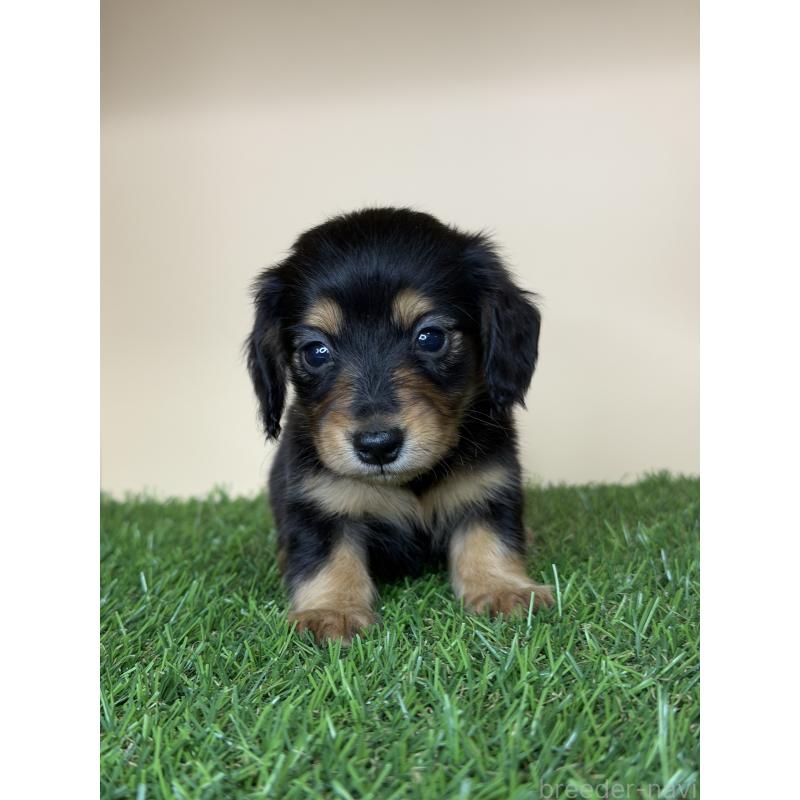 販売中の茨城県のミニチュアダックスフンド(ロングヘアード)-445664の8枚目