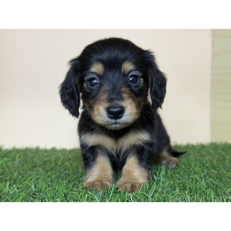 販売中の茨城県のミニチュアダックスフンド(ロングヘアード)-445664の6枚目