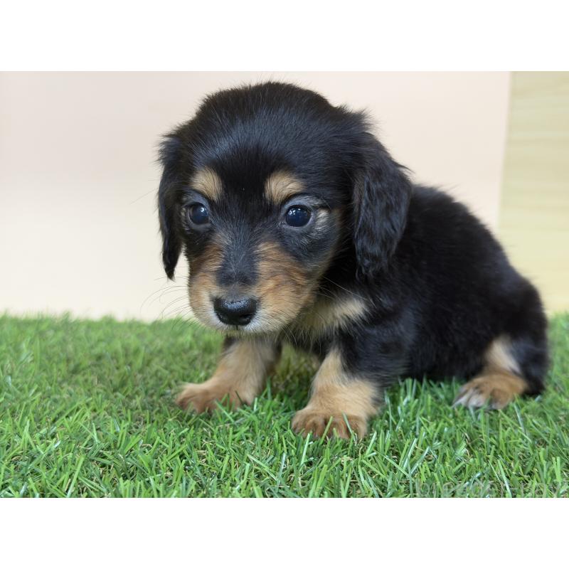 販売中の茨城県のミニチュアダックスフンド(ロングヘアード)-445664の5枚目