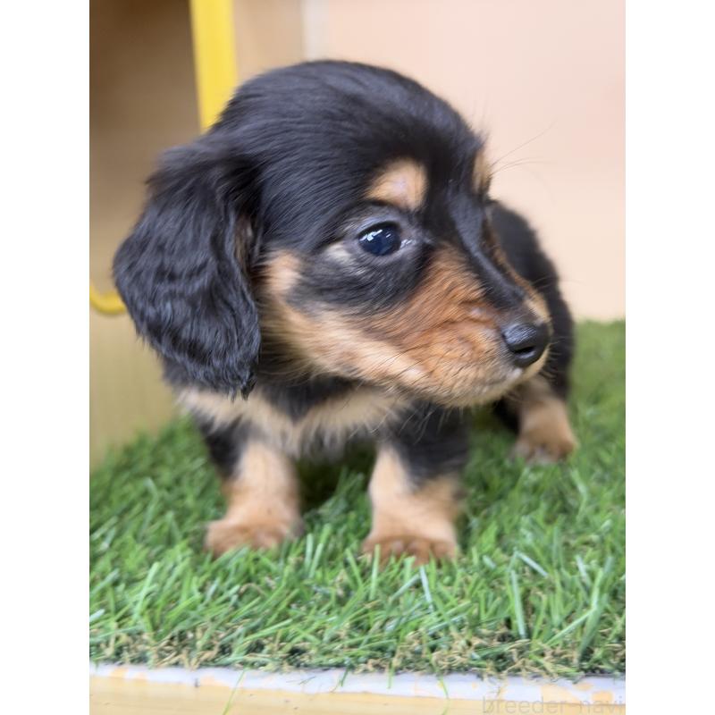 販売中の茨城県のミニチュアダックスフンド(ロングヘアード)-445664の4枚目