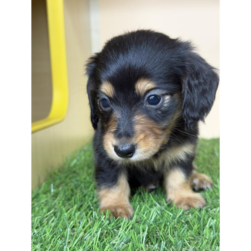 販売中の茨城県のミニチュアダックスフンド(ロングヘアード)-445664の3枚目