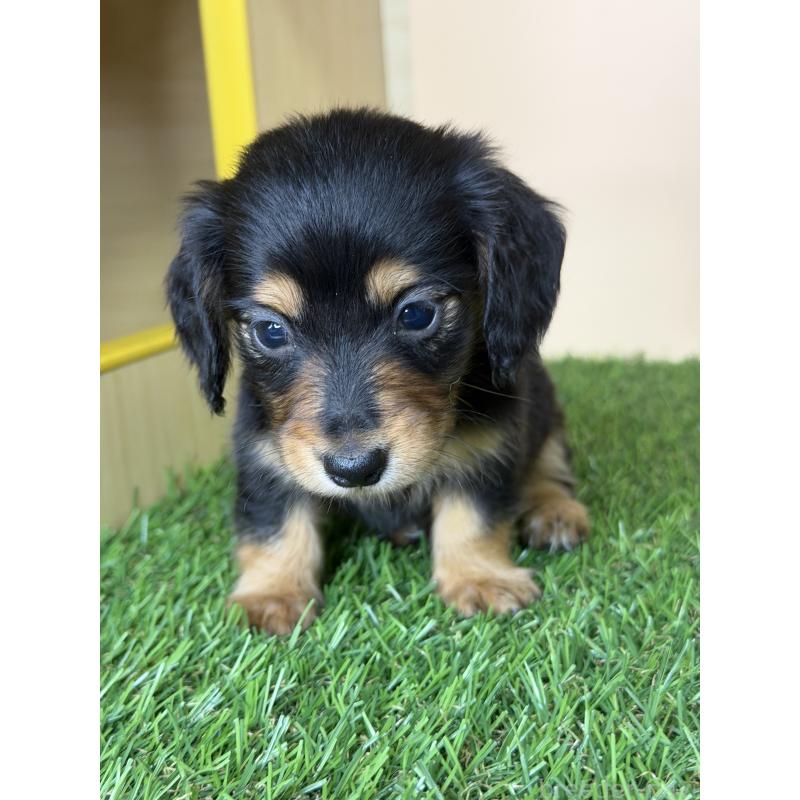 販売中の茨城県のミニチュアダックスフンド(ロングヘアード)-445664の2枚目