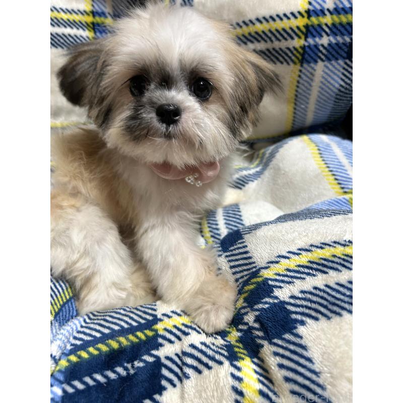 販売中の福岡県のミックス犬-429312の3枚目