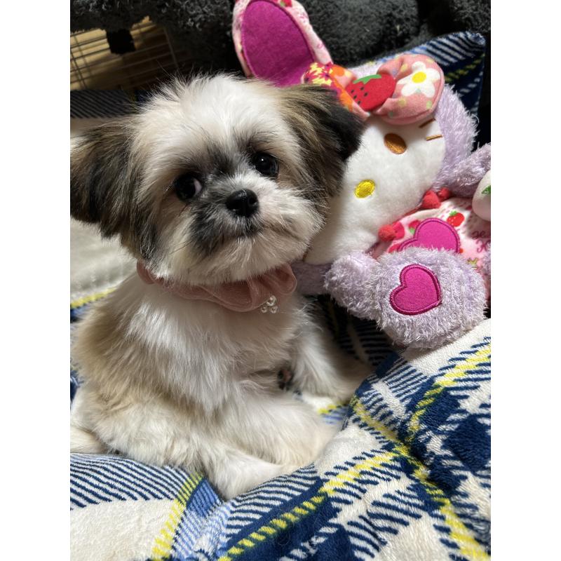 販売中の福岡県のミックス犬-429312の2枚目