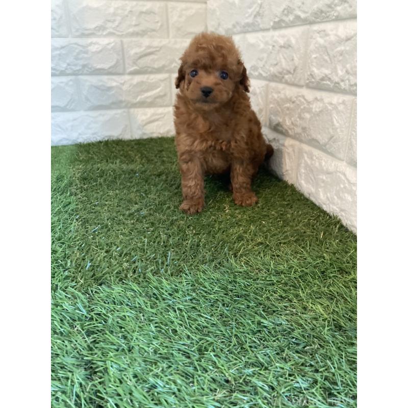 販売中の岡山県のタイニープードル-445663の3枚目