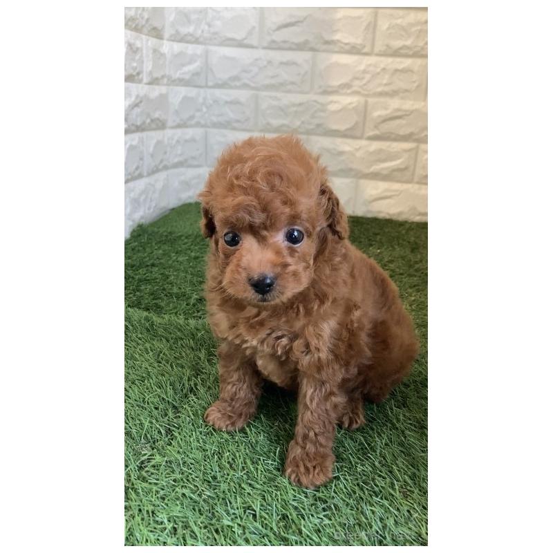 販売中の岡山県のタイニープードル-445663の2枚目