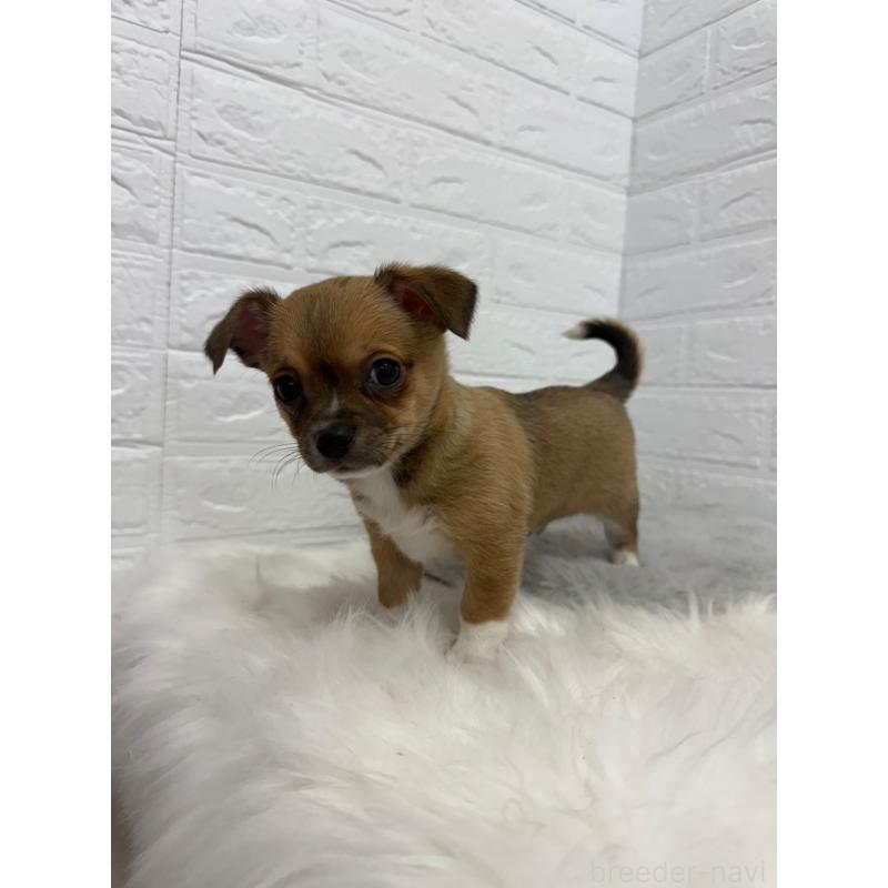 販売中の東京都のチワワ(スムースコート)-445666の13枚目