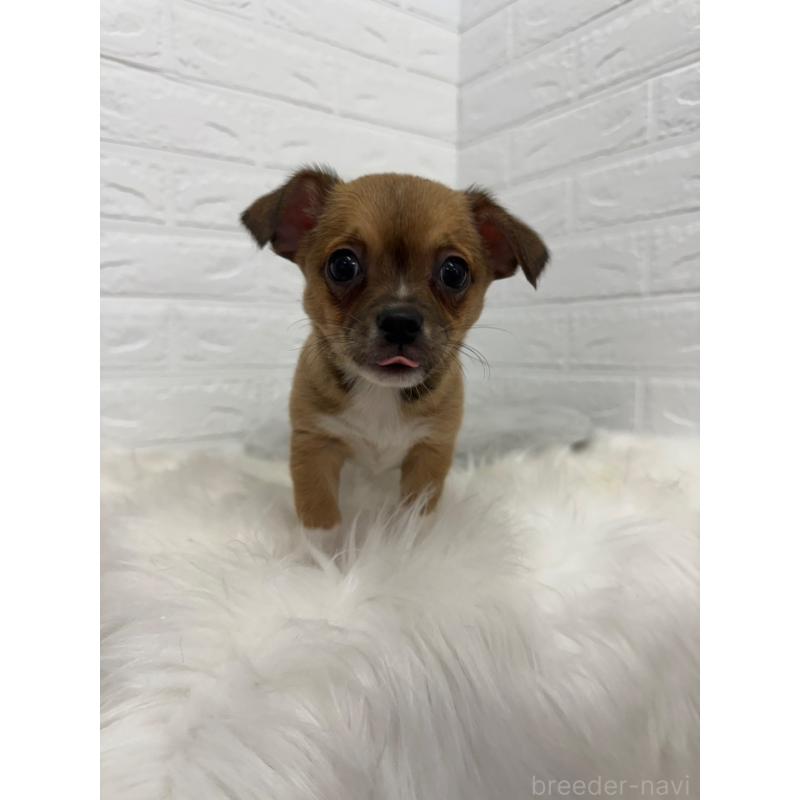 販売中の東京都のチワワ(スムースコート)-445666の11枚目