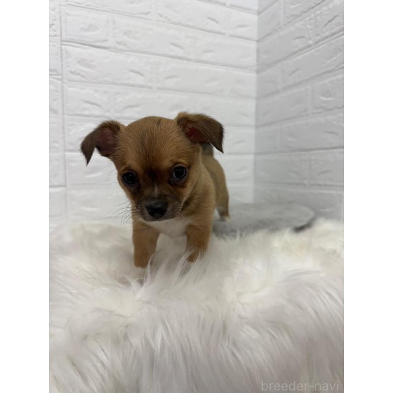 販売中の東京都のチワワ(スムースコート)-445666の10枚目