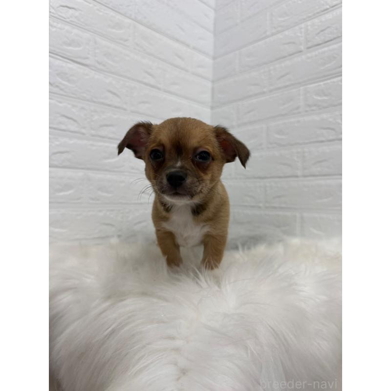 販売中の東京都のチワワ(スムースコート)-445666の8枚目