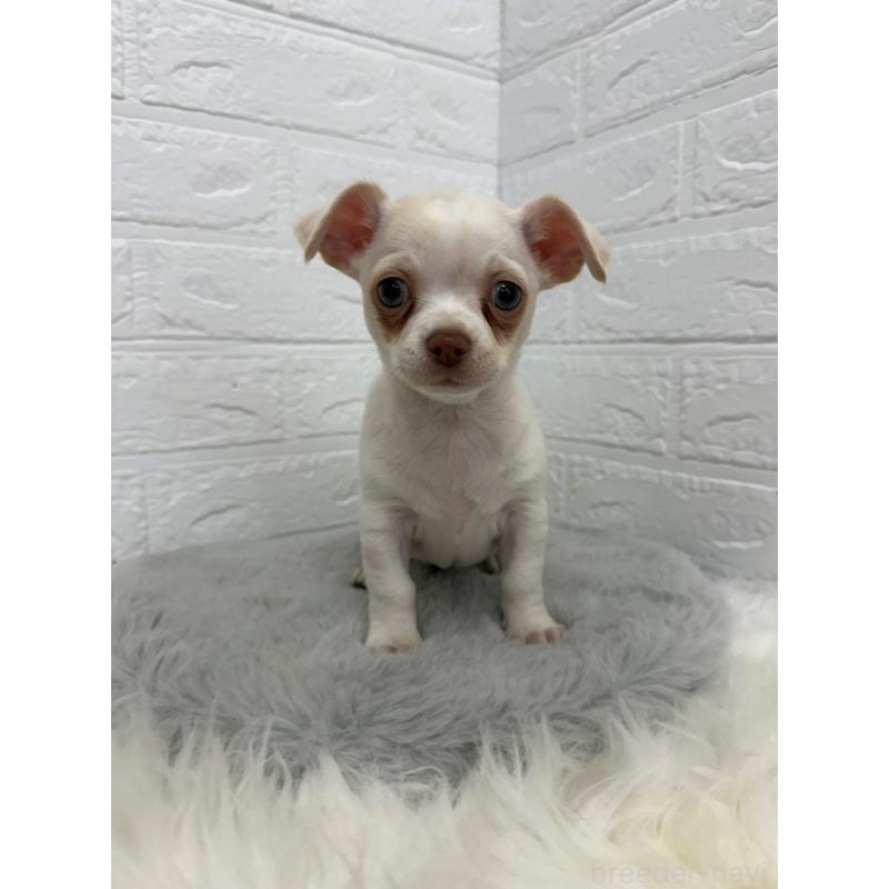 販売中の東京都のチワワ(スムースコート)-445667の8枚目