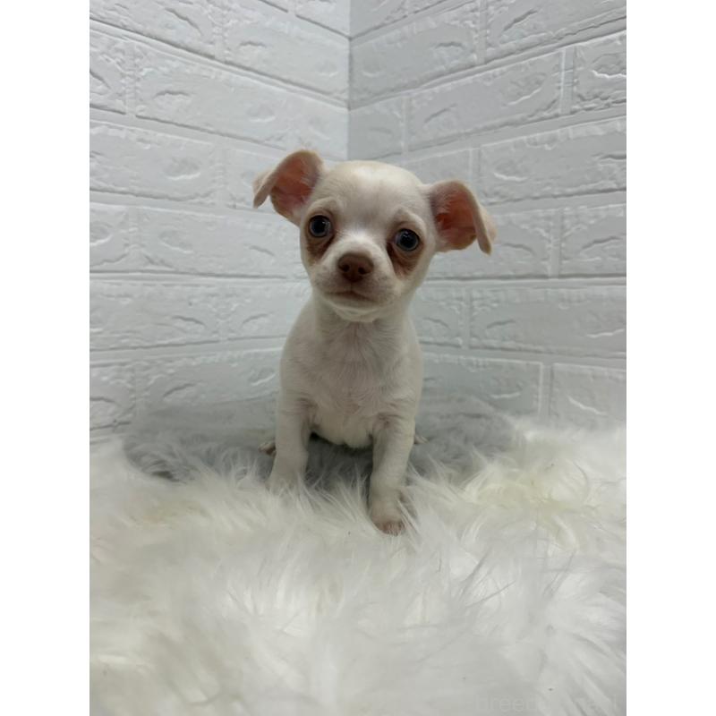 販売中の東京都のチワワ(スムースコート)-445667の7枚目