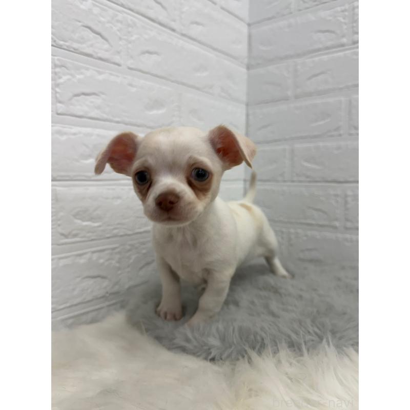 販売中の東京都のチワワ(スムースコート)-445667の6枚目