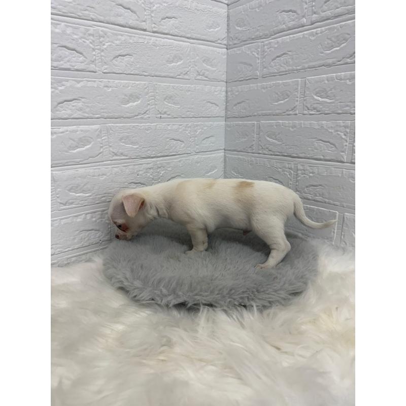 販売中の東京都のチワワ(スムースコート)-445667の5枚目