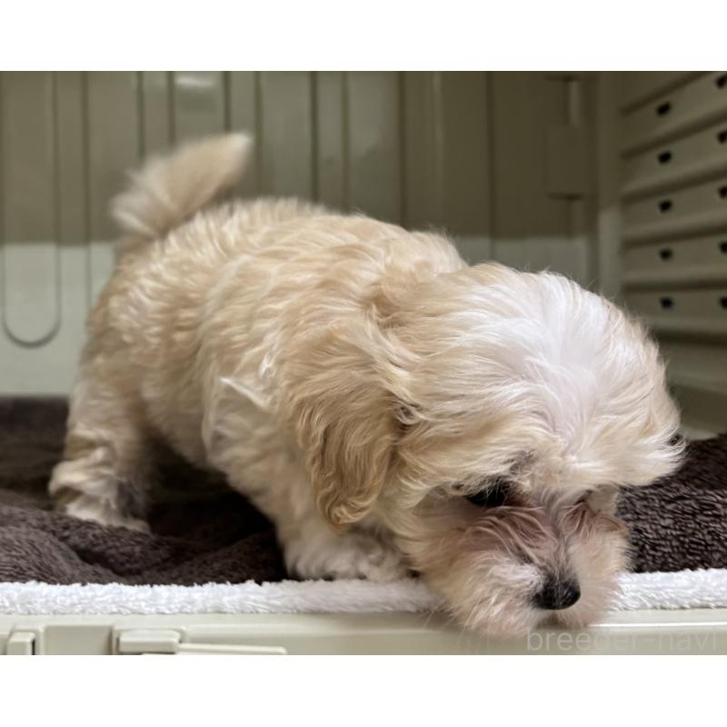 販売中の岐阜県のマルプー:マルチーズ×トイプードル-445668の11枚目