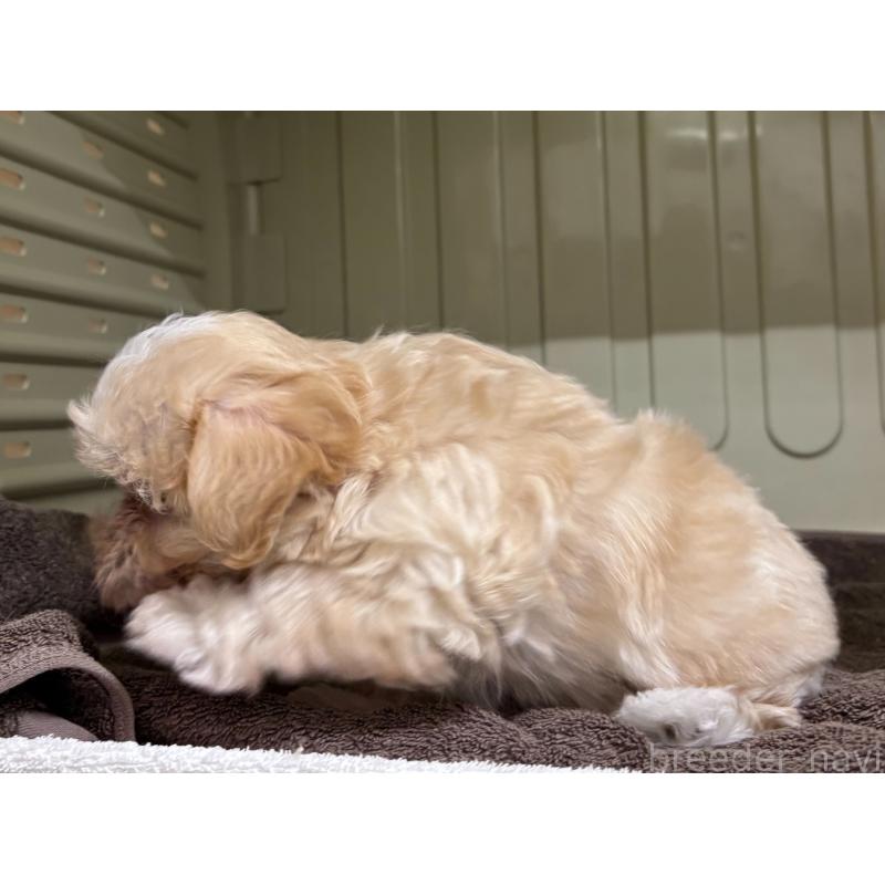 販売中の岐阜県のマルプー:マルチーズ×トイプードル-445668の10枚目