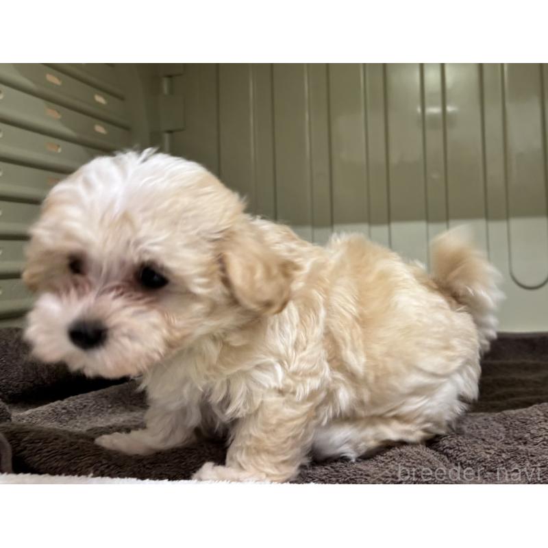 販売中の岐阜県のマルプー:マルチーズ×トイプードル-445668の9枚目