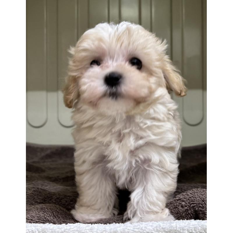 販売中の岐阜県のマルプー:マルチーズ×トイプードル-445668の7枚目